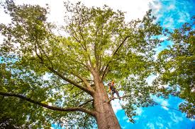 Best Tree Trimming and Pruning  in Rimersburg, PA