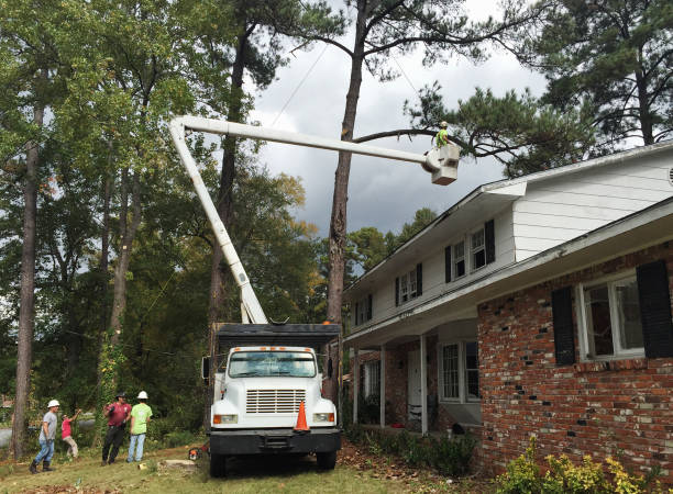 How Our Tree Care Process Works  in  Rimersburg, PA