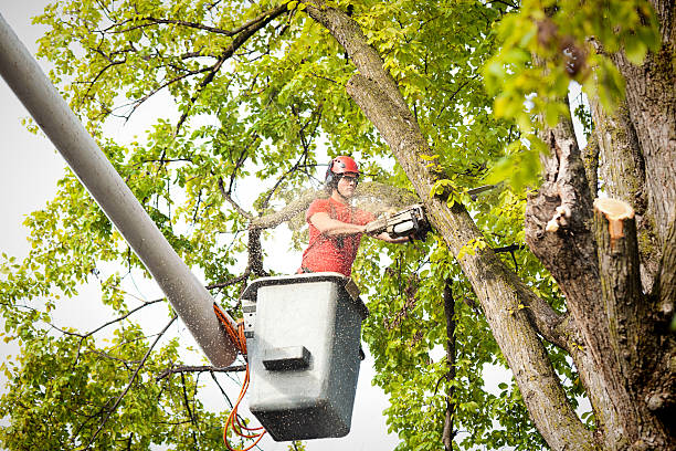 Trusted Rimersburg, PA Tree Services Experts