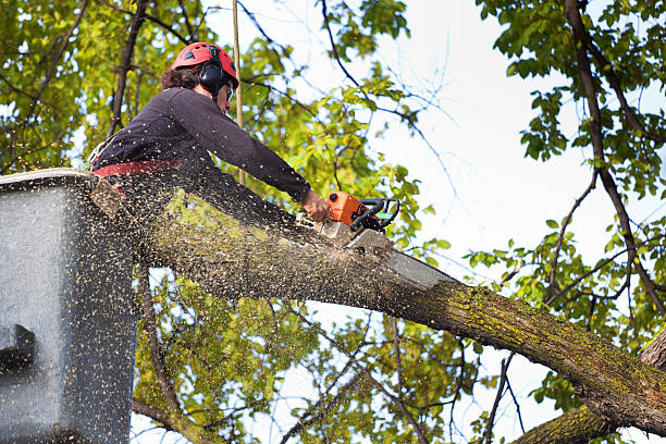 Best Lot and Land Clearing  in Rimersburg, PA