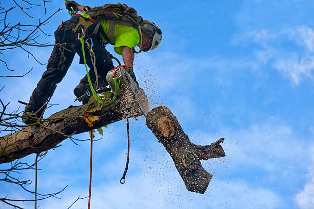 Leaf Removal in Rimersburg, PA