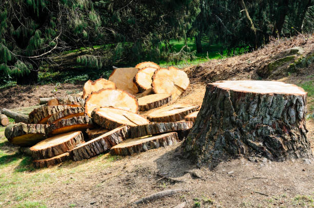 Best Tree Preservation Services  in Rimersburg, PA